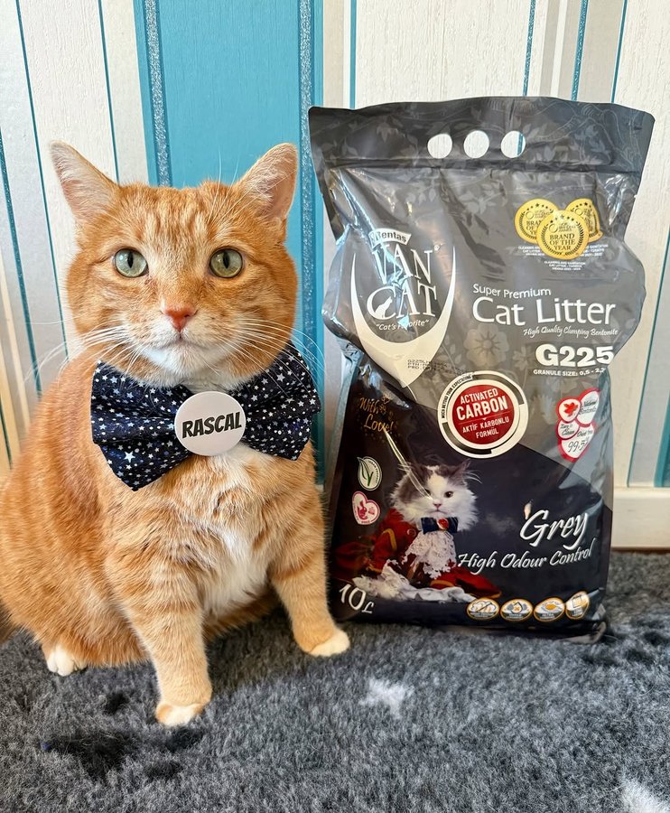 Instagram post by @toasty_and_rascal for VanCatUK. Caption reads: One thing we won’t be changing this year is our....