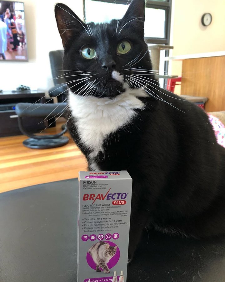 Instagram post by @smudge_the_mini_cat_andcrew for Tara Treasures. Caption reads: It’s #whiskerswednesday and You guessed it…new....