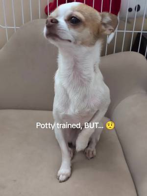 TikTok post by @bennyblanco5933 for HoneyCarePet. Caption reads: Potty trained doesn’t always mean a male dog won’t....