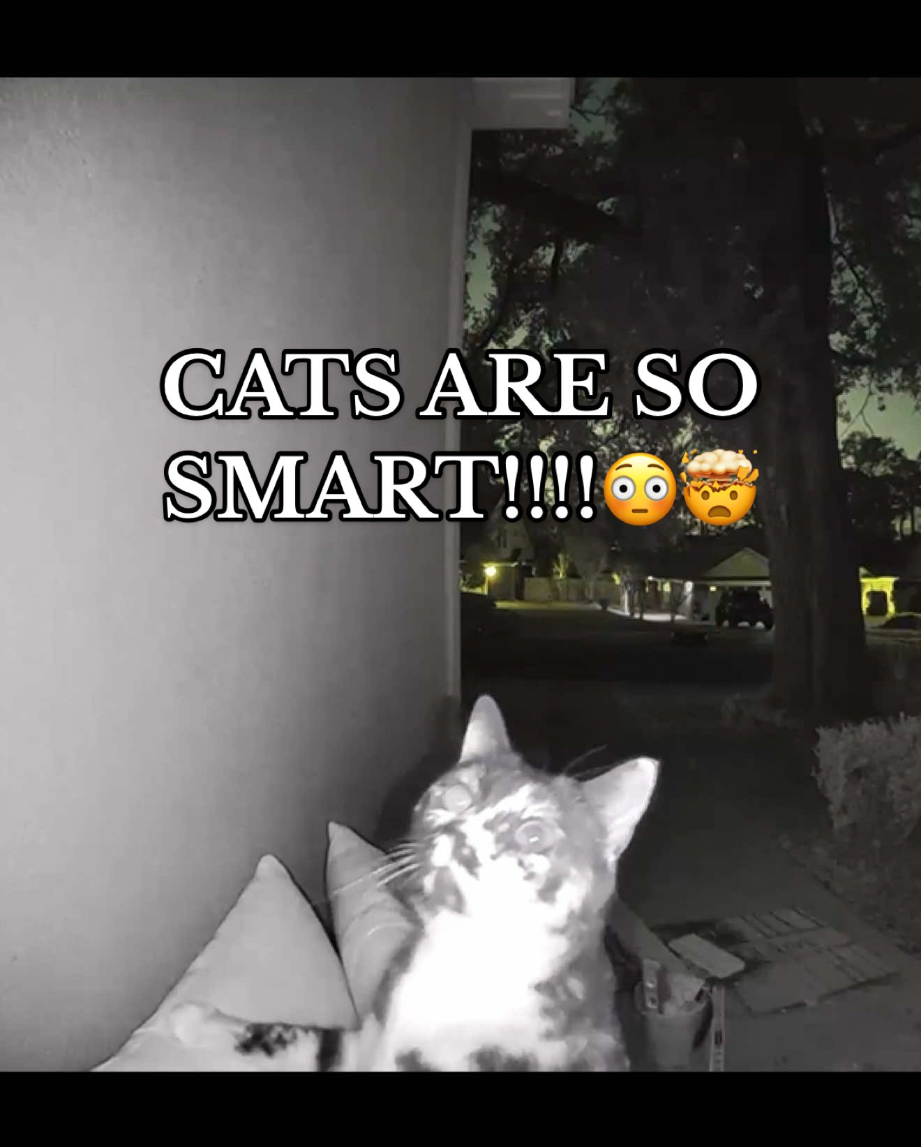 TikTok post by @luluthechonk for Ring. Caption reads: No one BELIEVES me until I show them this video 😅....