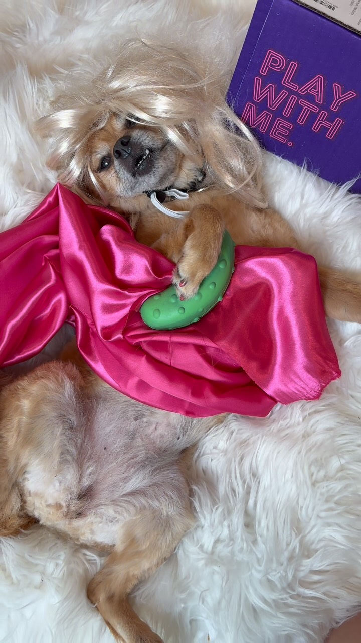 Instagram post by @smooshy_mooshy for BarkBox. Caption reads: Treats aren’t the only thing I’m begging for. 😏....