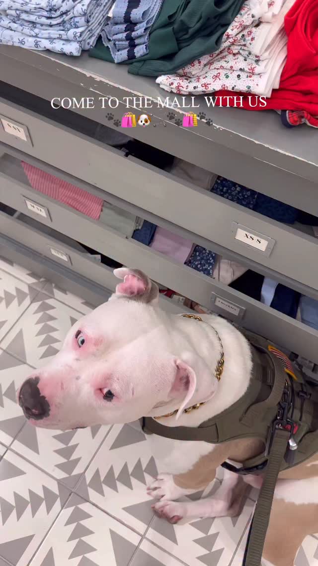 Instagram post by @gracelynnhewitt for Aerie. Caption reads: Kage is my shopping buddy 🐶🛍️🐾
#shopping....
