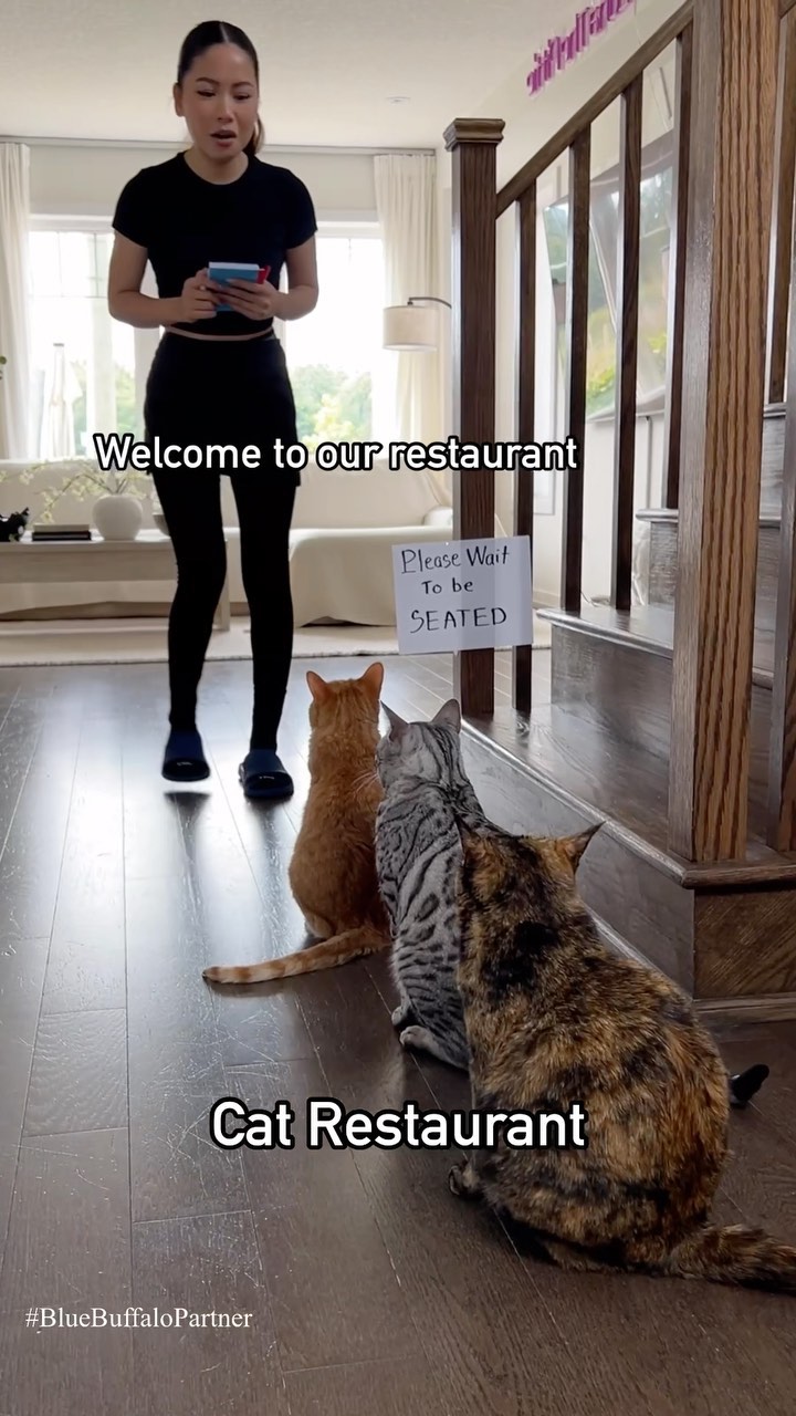 Instagram post by @heyitsgingerandpepper for blue buffalo. Caption reads: My cats went to their favorite restaurant!....