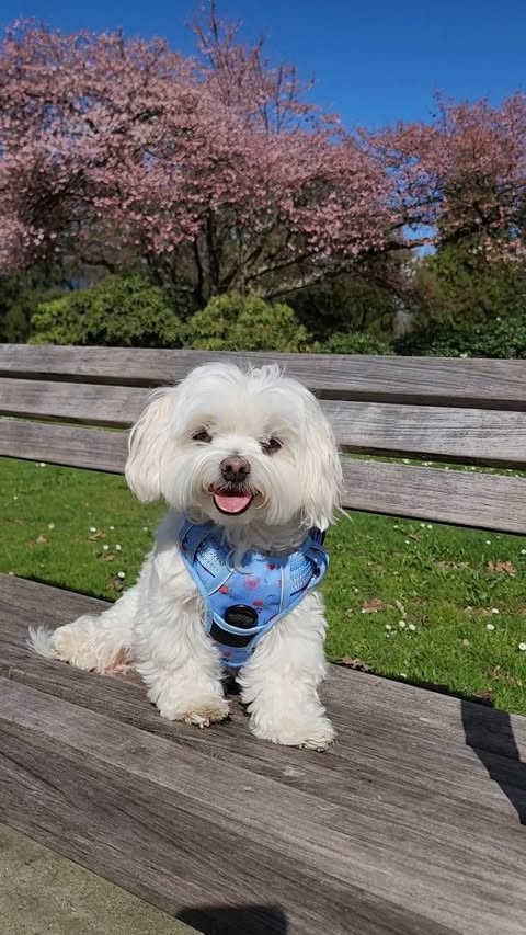 Instagram post by @toby_littledude for Rabbitgoo. Caption reads: Stepping into spring with @rabbitgoopets Bloom....