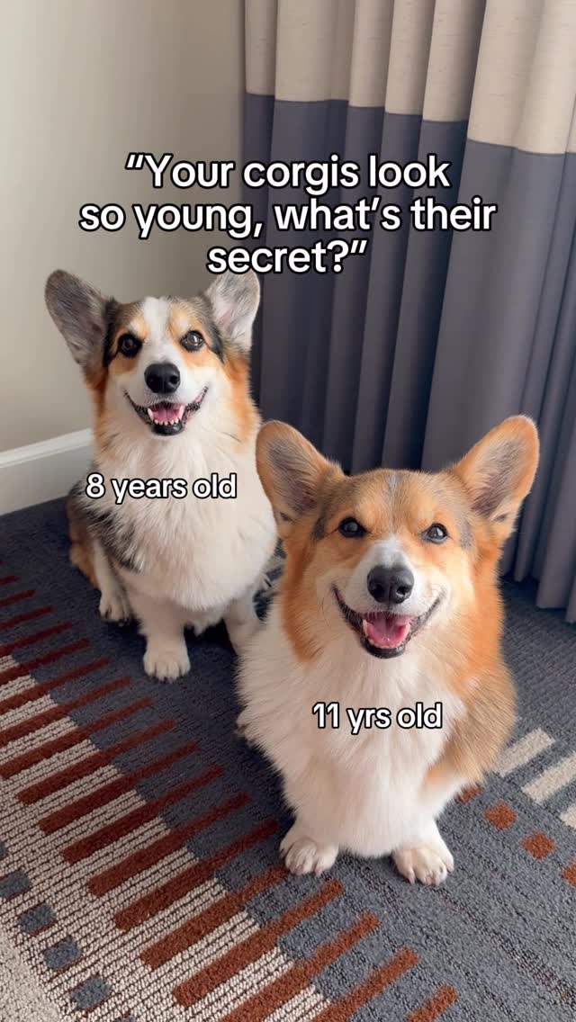 Instagram post by @bradythecorgi for VetriScience. Caption reads: Fresh food and daily exercise: such a simple combo....