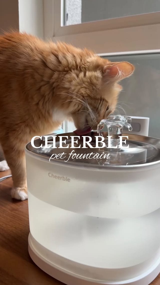 Instagram post by @simple.kitties for Cheerble. Caption reads: [...] makes it so much easier💧

The....
