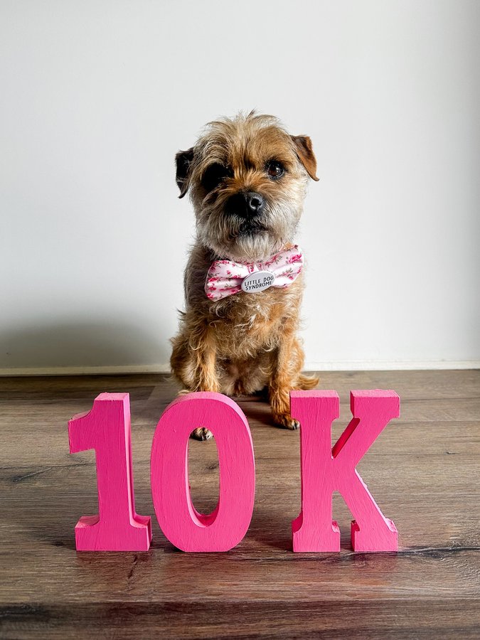 Instagram post by @mavis_theborderterrier for Frankys Bowtique. Caption reads: Wow…10,000 of you! My paws can hardly believe it....