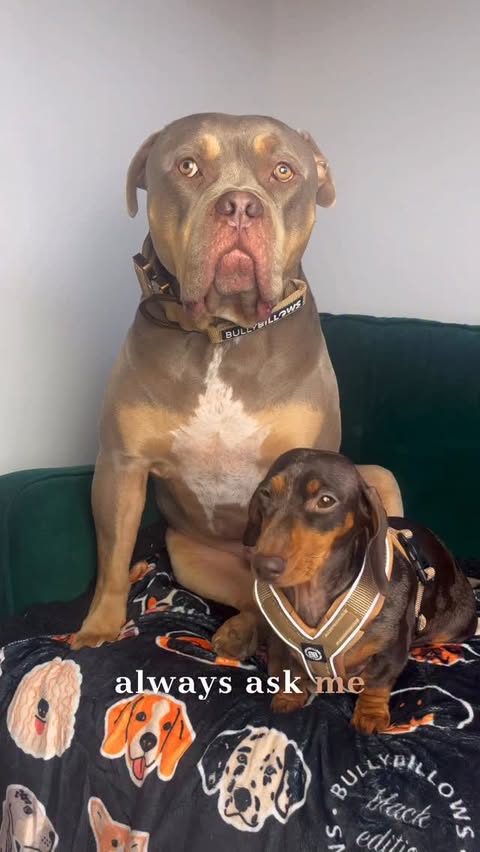 Instagram post by @justgunnerstunner for BullyBillows. Caption reads: @bullybillows make walks with two different sized....