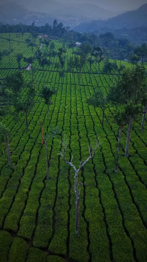 Instagram post by @_the__exxplorer_ for OPPO. Caption reads: [...] colors of Kerala 🌴✨ With Popout on the OPPO....