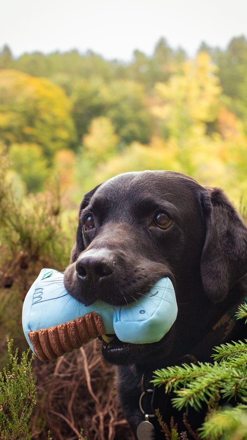 Instagram post by @thelabraseal for Beco Pets. Caption reads: [...] every Dino-Paws toy sold directly from....