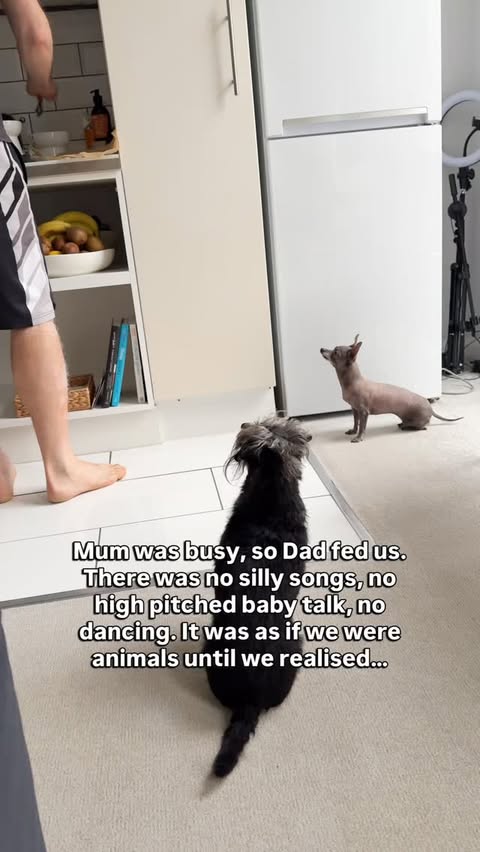 Instagram post by @betty_and_bean for Different Dog. Caption reads: Even Dad can’t mess it up when it’s @differentdog....
