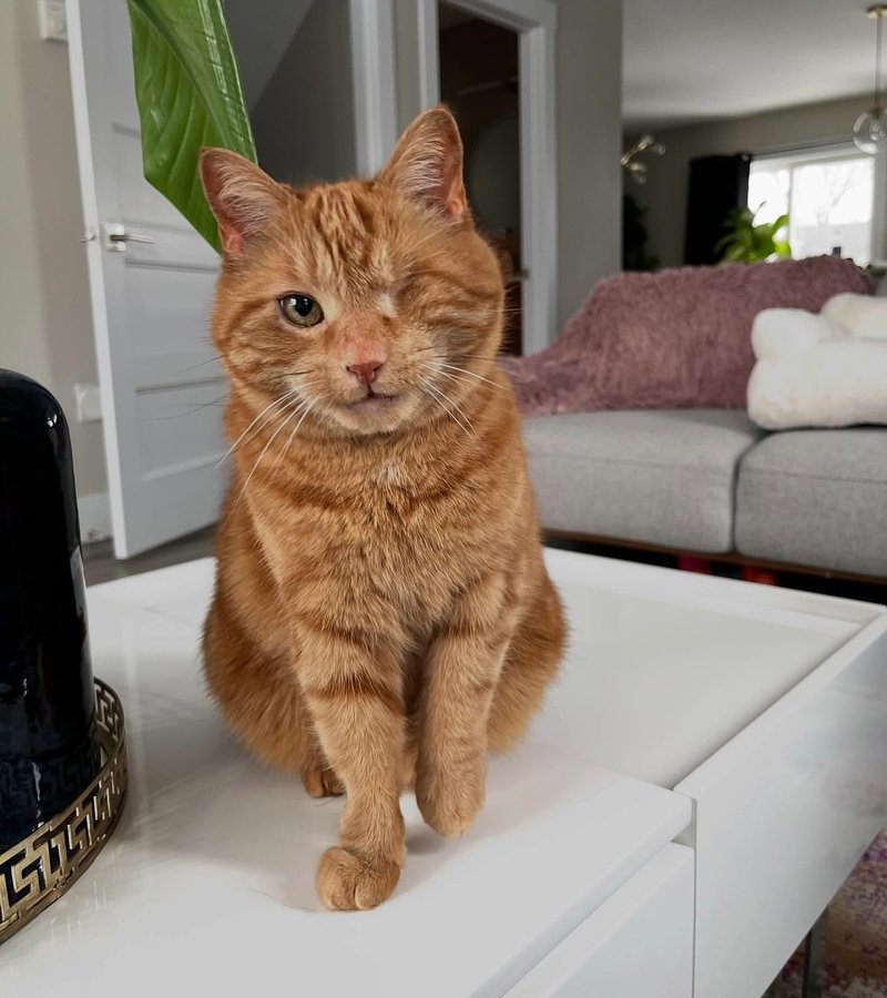 Instagram post by @king.dorito_ for Cats of Instagram. Caption reads: [...] #oneeyedcat #oneeyedcatsofinstagram....