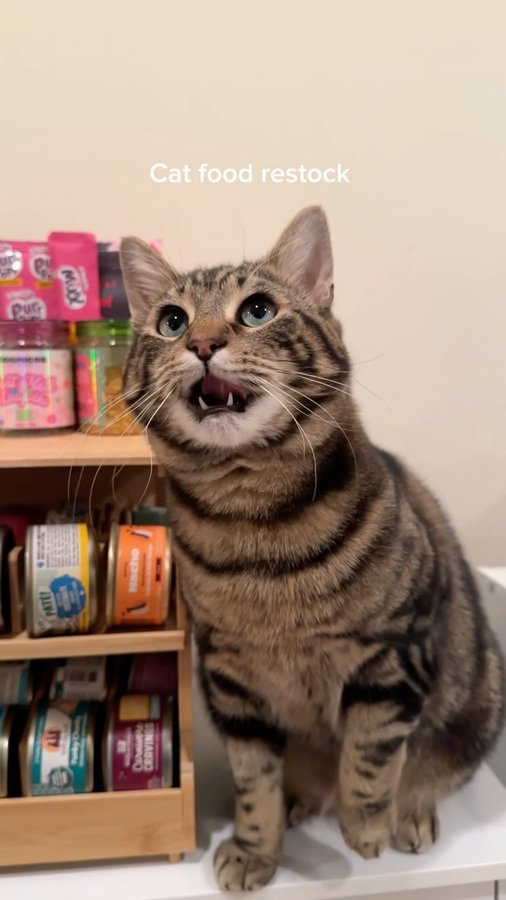 Instagram post by @cattpancake for Made by Nacho. Caption reads: Pancake’s current faves 😋💖

🔖 “PUGGPICKLES”....