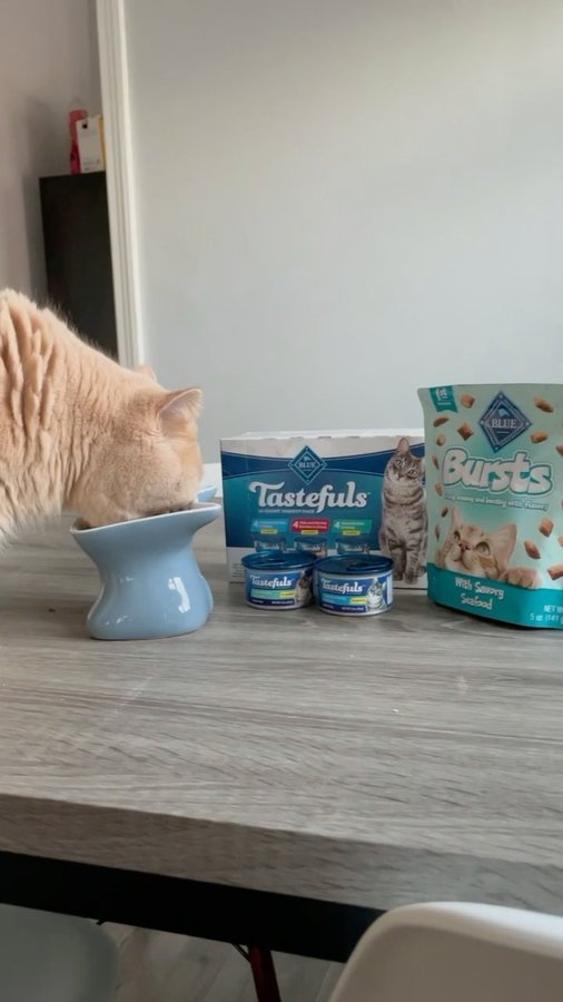 Instagram post by @dunkindonutcat for Soapbox Influence. Caption reads: #ad | what Donut wants, Donut gets... in this case....