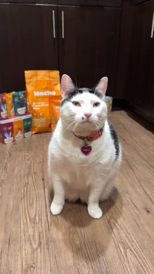 Instagram post by @melon.n.finn for Amazon Pets. Caption reads: #ad Melon loves her @madebynacho created by....