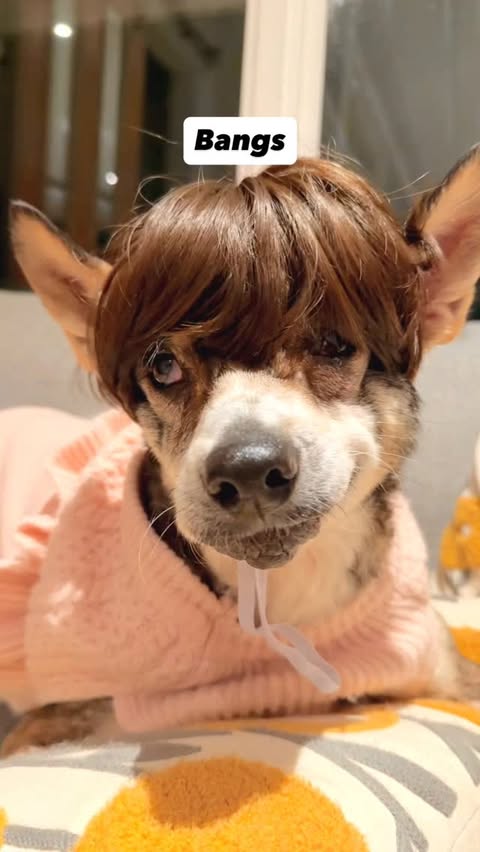 Instagram post by @amira.amiracle for WeRateDogs. Caption reads: We’ve all been there… now I’m too old and cheap to....