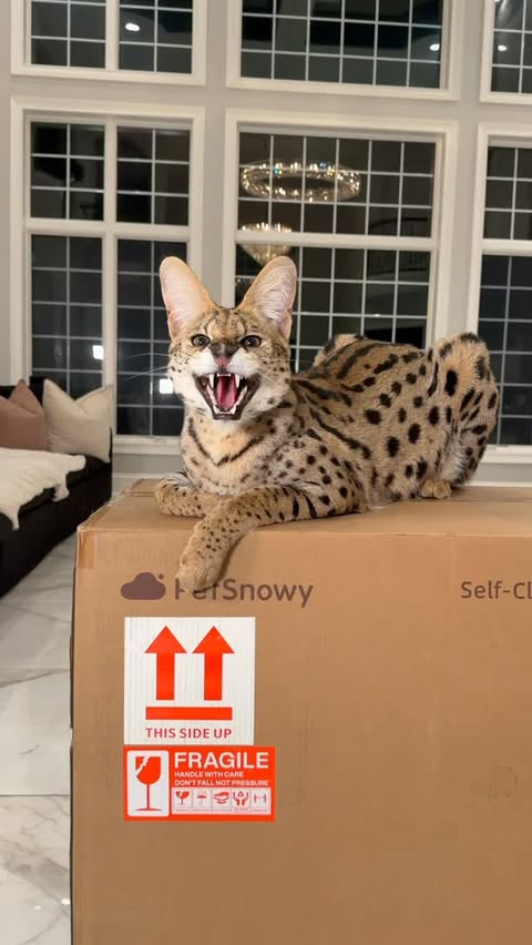 Instagram post by @shepard_exotics for PetSnowy. Caption reads: [...] me! #trending #instagram #reels #viral....