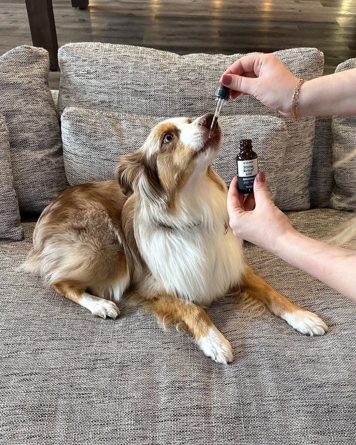 Instagram post by @cavakisses for Pet Releaf. Caption reads: [...] last minute coverage for tonight!?!....