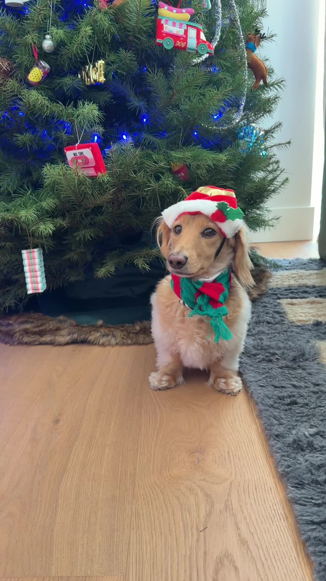 TikTok post by @winston_da_ween for Open Farm Pet. Caption reads: [...] for Santa, I'm waiting for HR @Open Farm Pet....