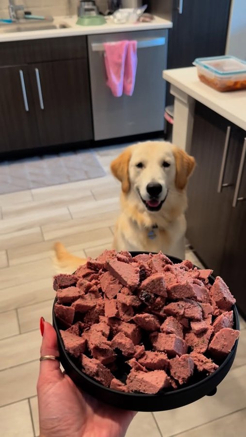 Instagram post by @bellasrose4 for Freshpet. Caption reads: Having a high energy pup with a chicken allergy....