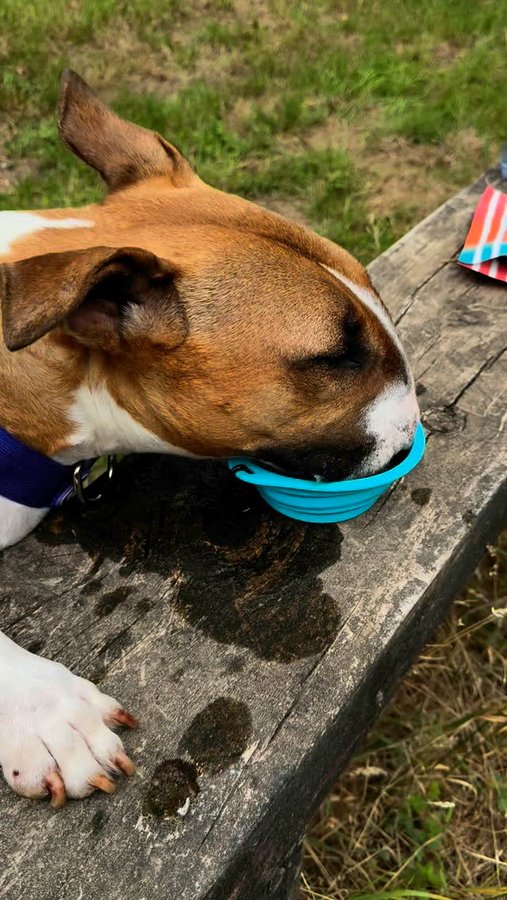 Instagram post by @barkley.ebt for Pawer Water. Caption reads: Out adventuring, loving every moment—fresh air,....