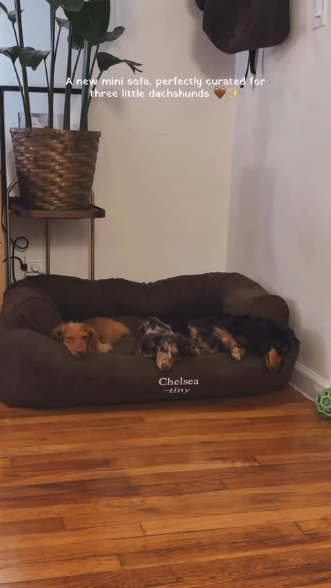 Instagram post by @chelsea_tiny for Snoozer Pet Products. Caption reads: Unboxing with three divas is always a little....