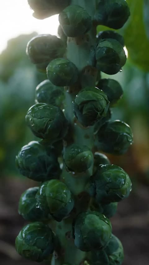 Instagram post by @waitrosepr for Waitrose. Caption reads: The journey of a Waitrose sprout 🚜🌱

Grown here....