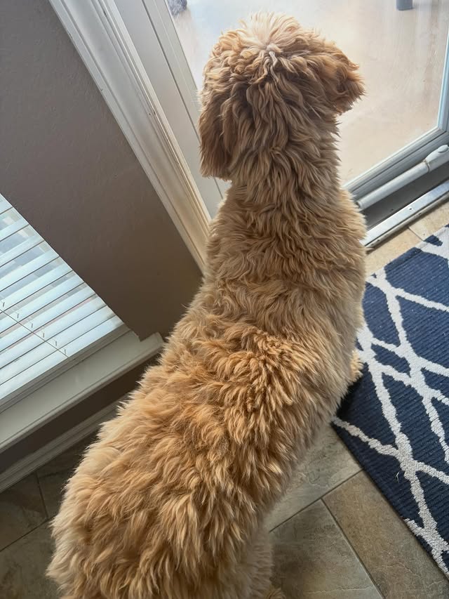 Instagram post by @lifesadaisythedoodle for Native Pet. Caption reads: [...] stuff!! We squirt some Omega Oil from....