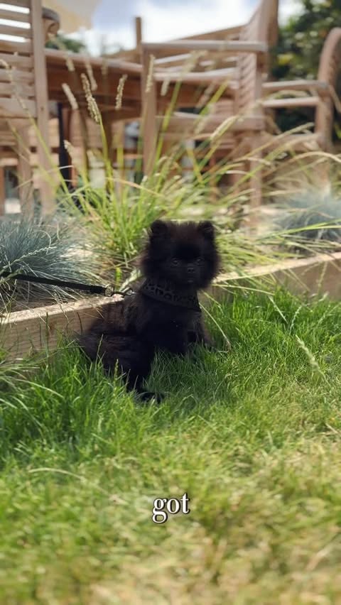 Instagram post by @lucyjessicacarter for Butternut Box. Caption reads: [...] figure out was his food 🐾 We found....