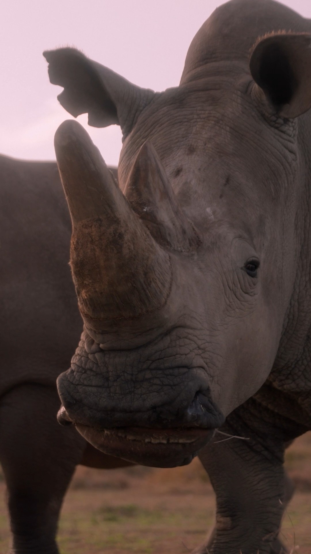 Instagram post by @amivitale for National Geographic. Caption reads: With the last two northern white rhinoceroses both....