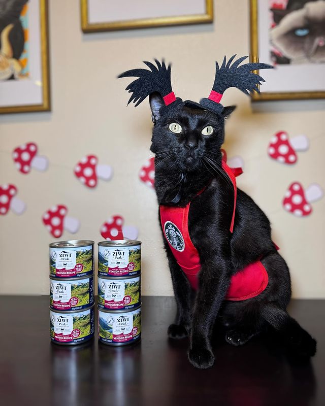 Instagram post by @mersha.theminipanther for ZIWI Pet Food. Caption reads: Mersha chef is on duty! Check the last picture to....