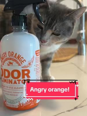 TikTok post by @strawberryandbean for Angry Orange. Caption reads: Nobody can tell I have 2 cats! @Angry Orange #ad....