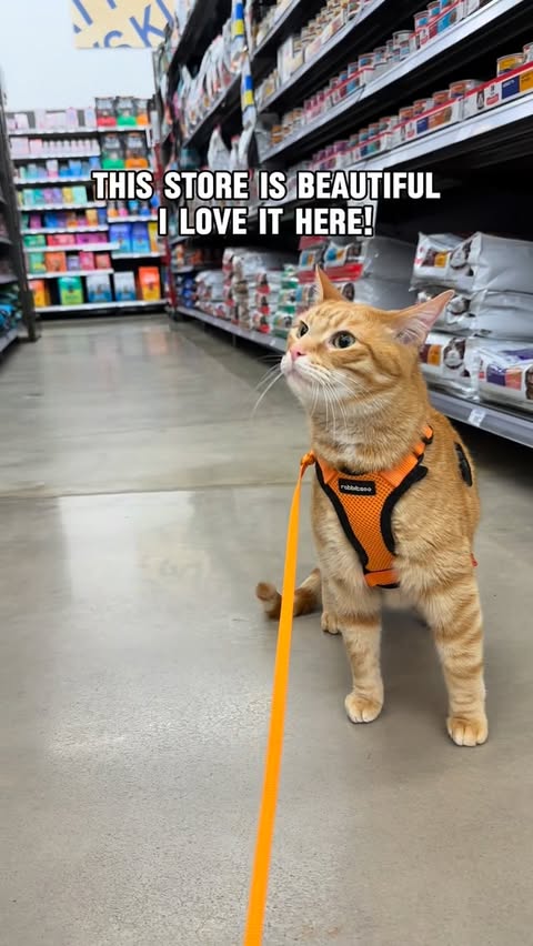 Instagram post by @philliptheorangecat for Petco. Caption reads: #ad @petco really is where the pets go 🧡🐾....
