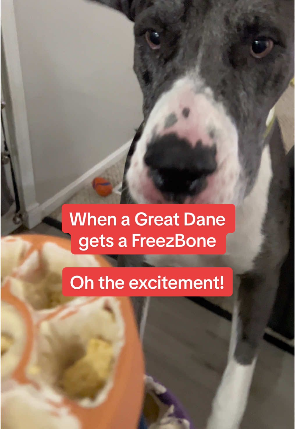 TikTok post by @jess_davi421 for Freezbone. Caption reads: [...] cookies on the top for some crunch......