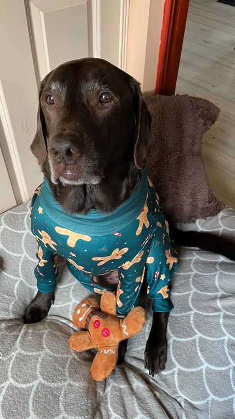 Instagram post by @chocolatelabsimba for Spark Paws. Caption reads: [...] and stylish. 😉 Thank you @sparkpawsofficial....