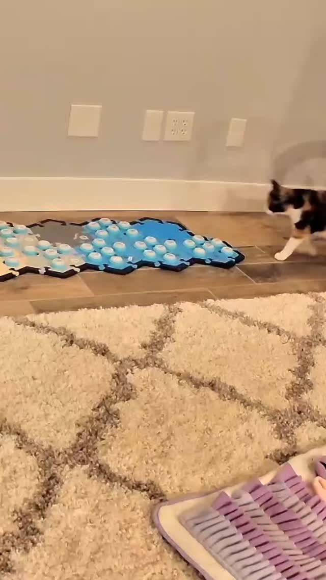 Instagram post by @elsiewants for FluentPet. Caption reads: [...] have believed the life I'm living now.....