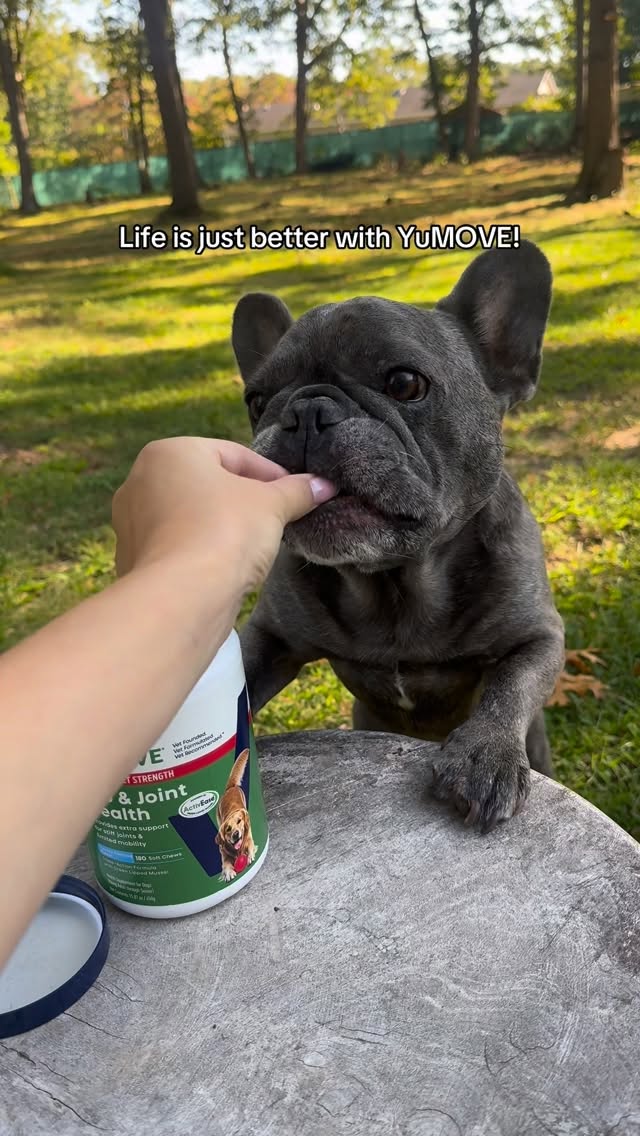 Instagram post by @winstonthefrenchiee_ for Vetnique. Caption reads: Life with ✨Hip & Joint Health Chews✨ by YuMOVE....