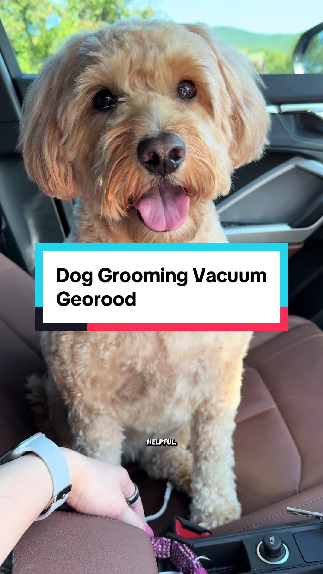TikTok post by @archiethebernedoodle for Geoorood. Caption reads: [...] be shocked I’m doing this myself. @Geoorood....