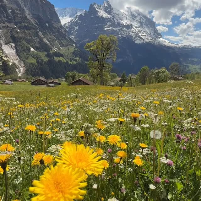 Instagram post by @swissmountainview for NATURE. Caption reads: All alone enjoying this #paradise 🌼🐝🥰 
Please....