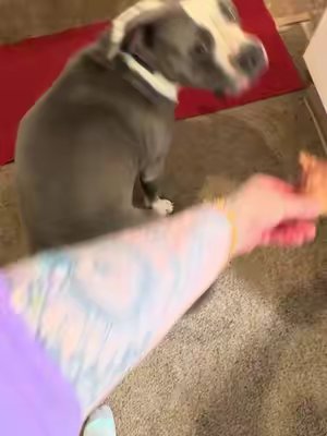 TikTok post by @scarlett_nd_stella for King Lou. Caption reads: Scarlett will do anything for @King Lou NEW treat....