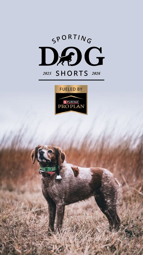 Instagram post by @petvetruthann for Purina. Caption reads: Sporting Dog Shorts Fueled by @proplansportingdogs....