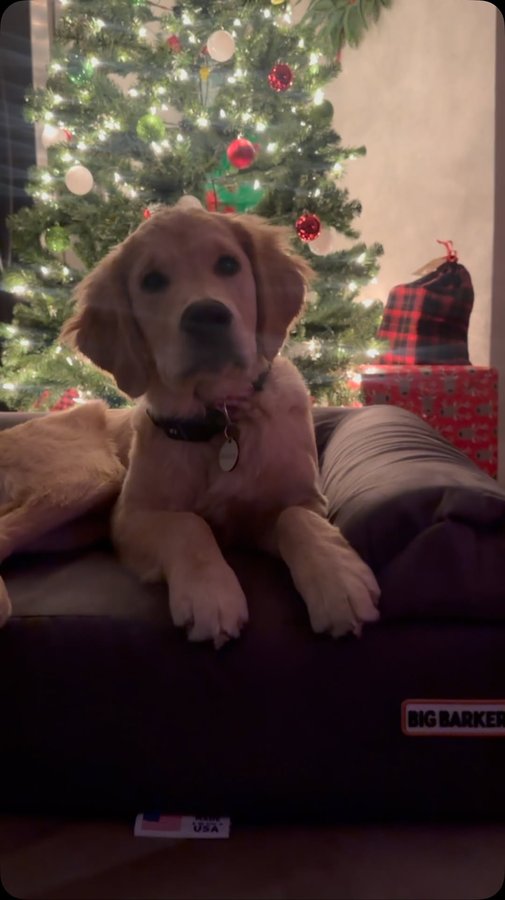 Instagram post by @goodasgoldens for Big Barker. Caption reads: ‘Twas the night before Christmas, when all through....