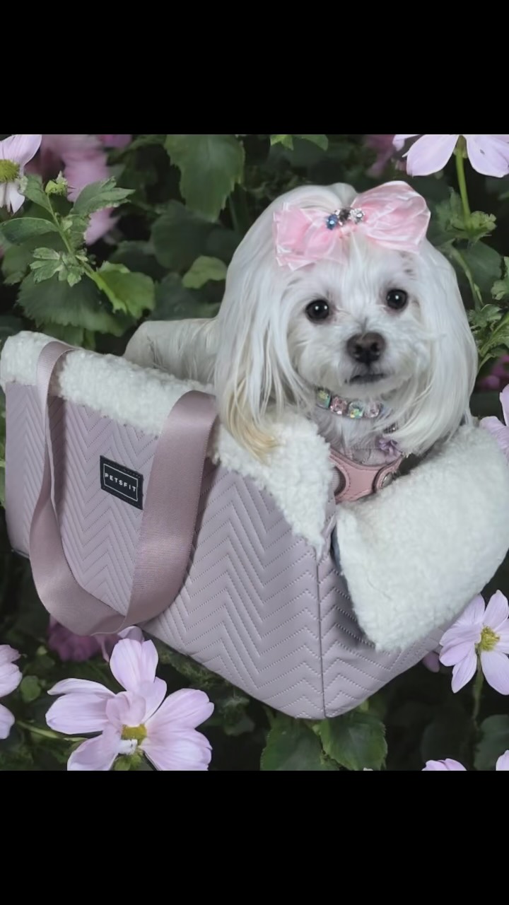 Instagram post by @tiffany_and_gigi for Petsfit. Caption reads: Safety, style, and a little bit of sass — that’s....