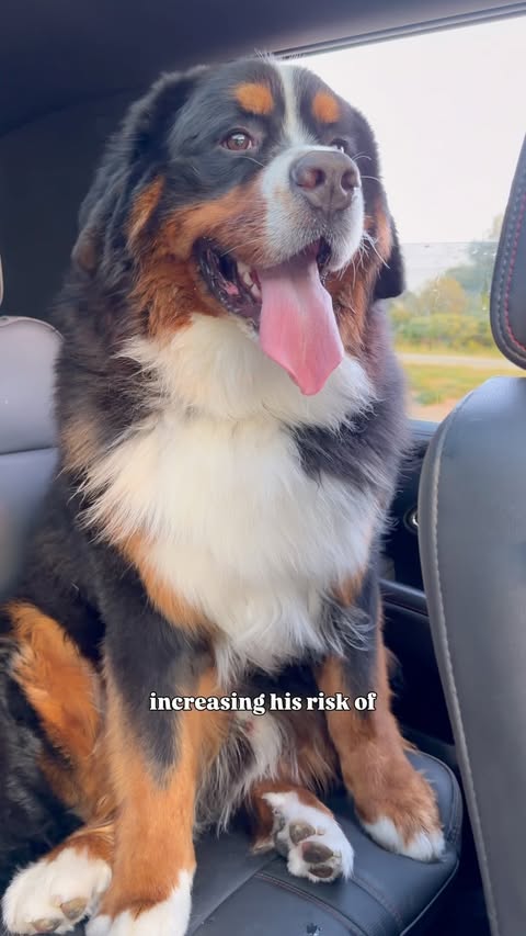 Instagram post by @bogeybeartheberner for Petcube. Caption reads: [...] an AI health assistant 24/7 through the....