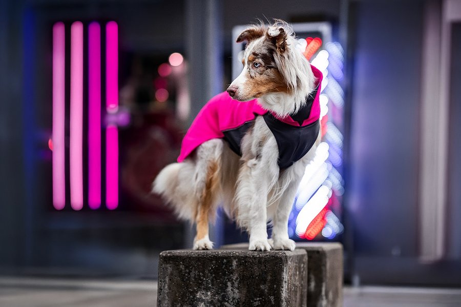 Instagram post by @the_sun.and.the_moon for Pomppa Dogwear. Caption reads: [...] in the....