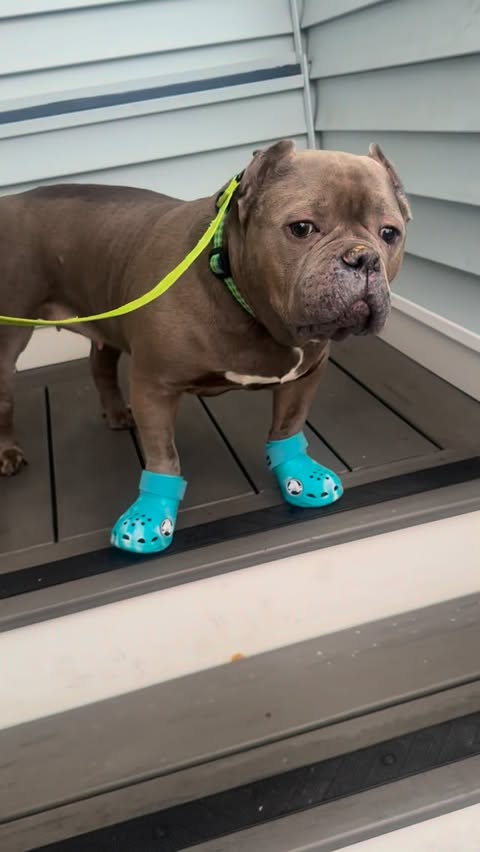 Instagram post by @therealmisspoutine for BarkBox. Caption reads: Mama got me some shoes because she said it’s going....