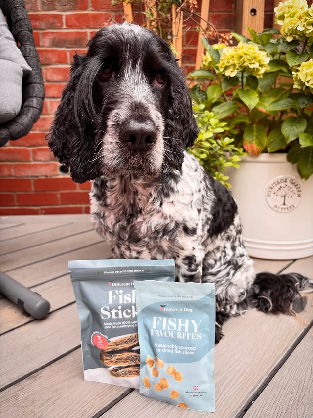 Instagram post by @chester_theblueroan for Different Dog. Caption reads: Did you know that @differentdog don’t just make....