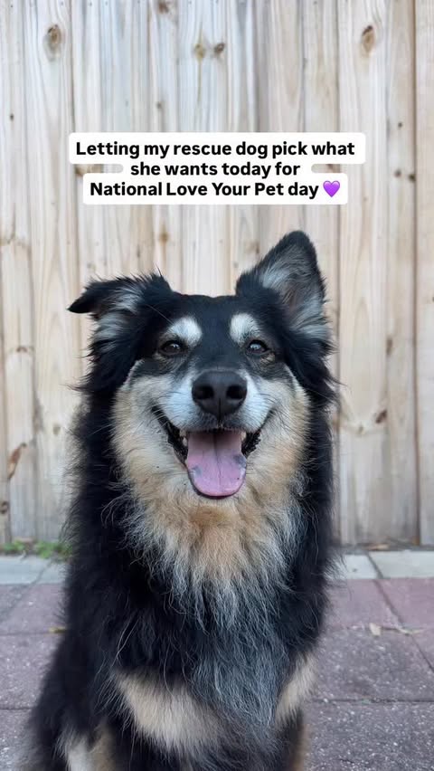 Instagram post by @wanderlustwithdogs for Earthborn Holistic Pet Food. Caption reads: I’d say she had a good day 💖 | AD Sometimes you....