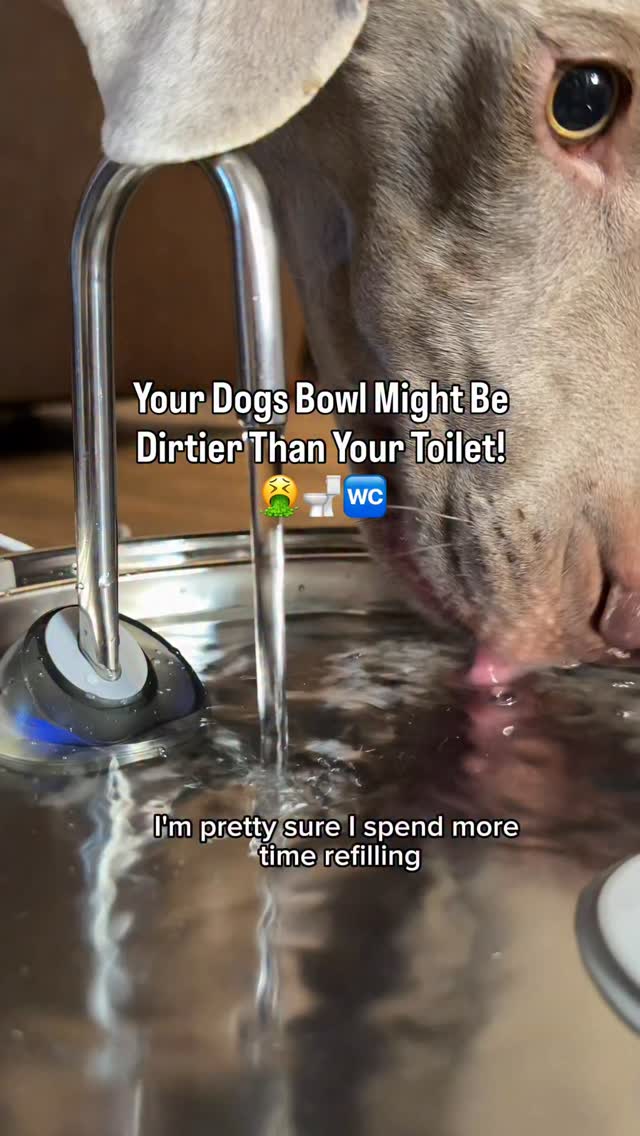 Instagram post by @weim_crime.sisters for Oneisall. Caption reads: Still water can start growing bacteria in just a....