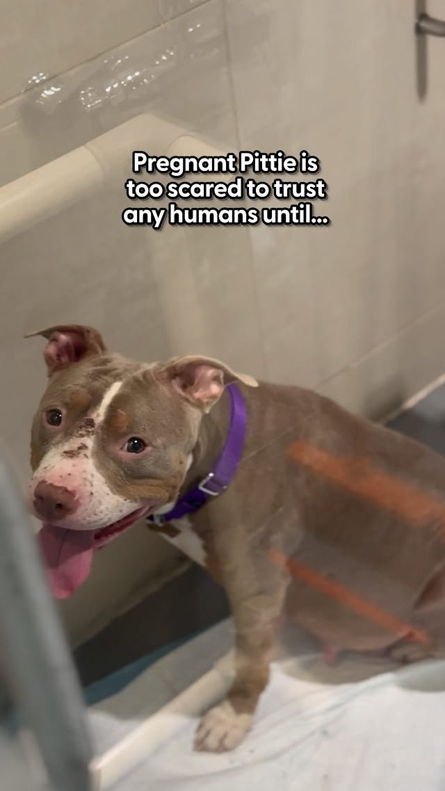 Instagram post by @animalhaven for The Dodo. Caption reads: Chelsi just wanted Evie to know she wasn't alone…....